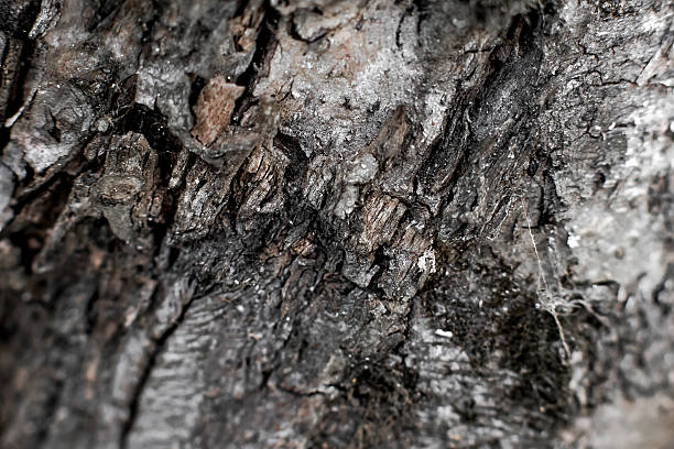 istock Texture of wood 518234402