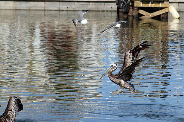 pelicano a pousar na água. - pelican landing imagens e fotografias de stock