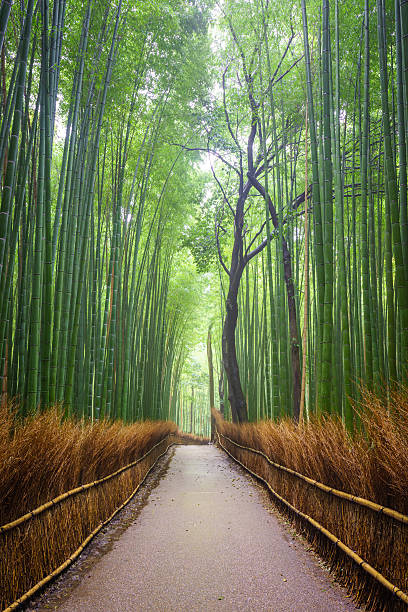 istock Path to bamboo forest, Arashiyama, Kyoto, Japan 518245270