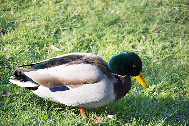 istock One beautiful duck in the grass 518245378