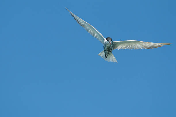 istock flying seagull in the blue sky 518245566