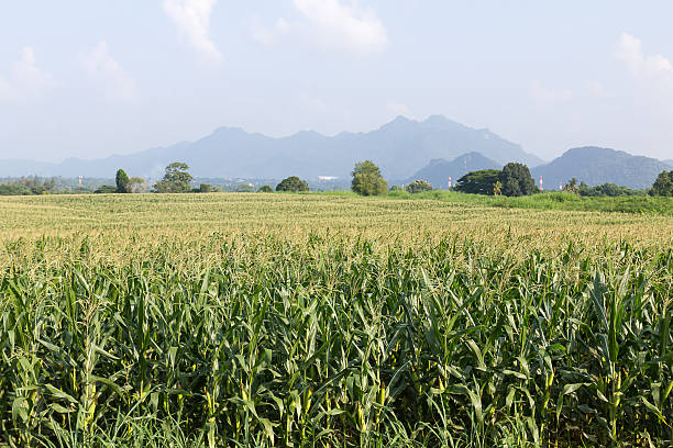 istock Field of corn ready for harvest 518245776
