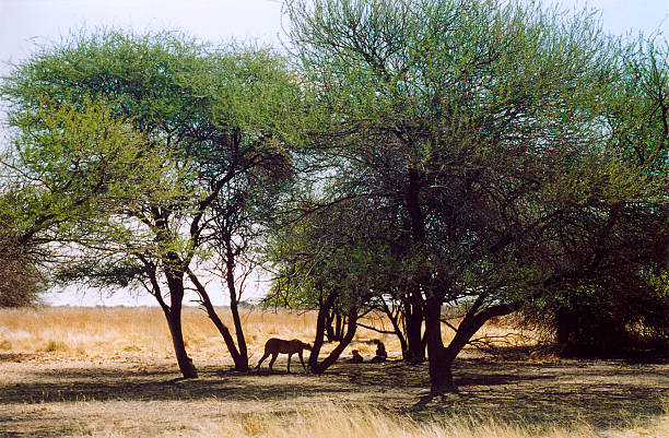 Botswana safari: a cheetah family among trees. Seen from a distance, in silhouette.