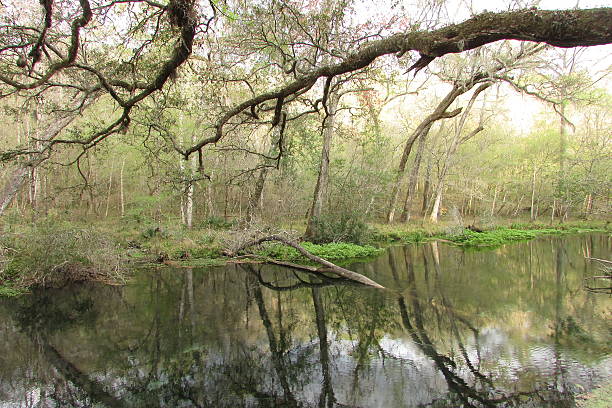 istock Branches Reaching out over a river in nothern Florida 518246136
