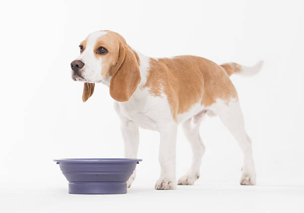 istock Dog eating his food 518246212