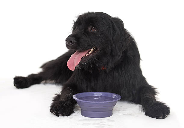 Tired dog drinking water Beautiful tired dog lying on the floor and drinking water in a bowl - isolated over a white background animal tongue stock pictures, royalty-free photos & images