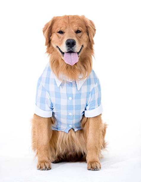 istock Beautiful dog wearing clothes 518246332