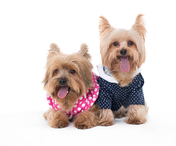 istock Two little Yorkshire Terrier dogs dressed up 518246354