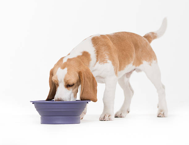 Dog eating his food