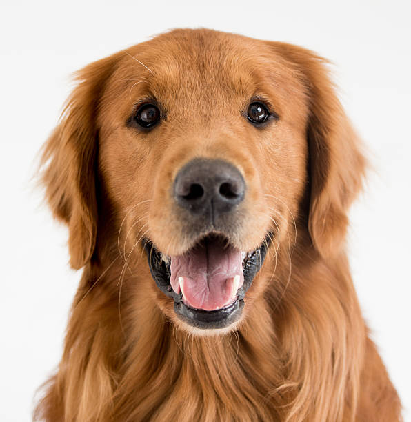 istock Portrait of a beautiful dog 518246398