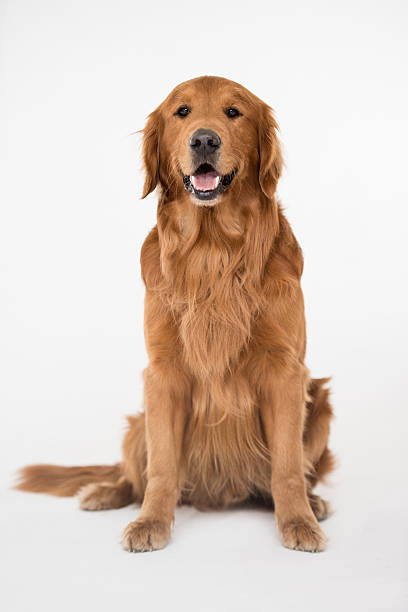 lindo cachorro grande - large mammal - fotografias e filmes do acervo