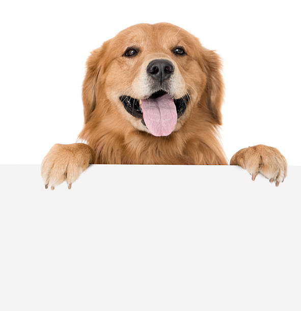 Woman with a banner Beautiful dog with a white banner and looking at the camera smiling peeking stock pictures, royalty-free photos & images