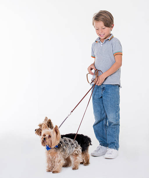istock Boy walking two little dogs 518246490