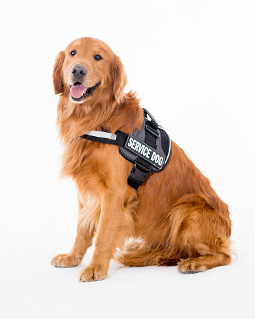 Beautiful service dog wearing his vest and sitting on the floor - isolated over a white background