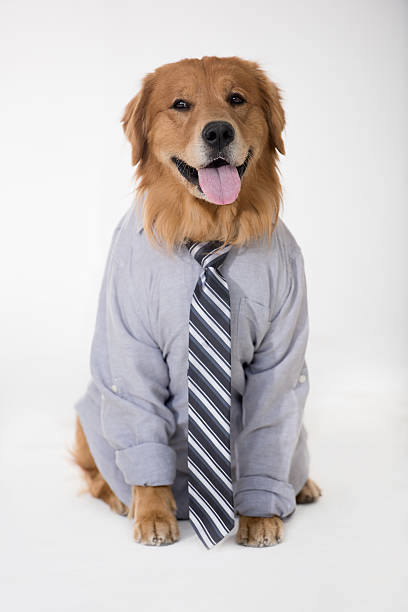 istock Dog wearing a business outfit 518246544