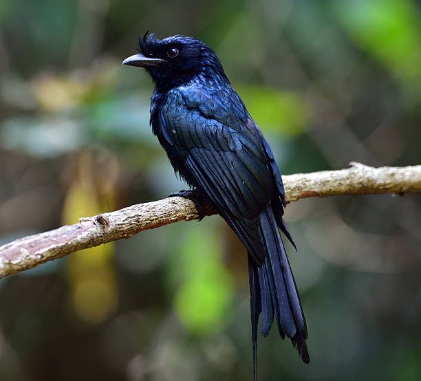 istock Bird picture wildlife 518246548