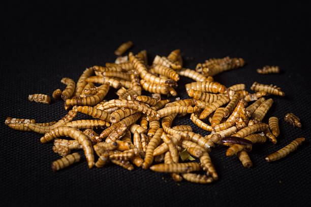 istock Worms as food in packshot 518247218