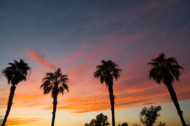 istock Palm Treee West Coast Tropical California Sunset 518247722