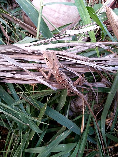 istock Thai chameleon changes color to match its surroundings 518247780