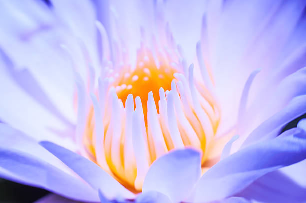 istock Macro water lily flower 518249294