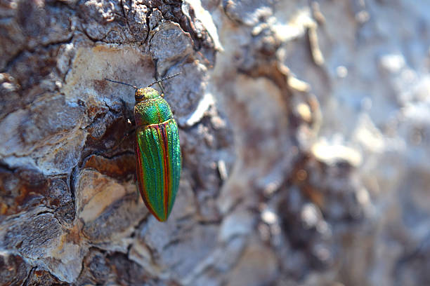 istock Jewel Beetle On Log 518249712