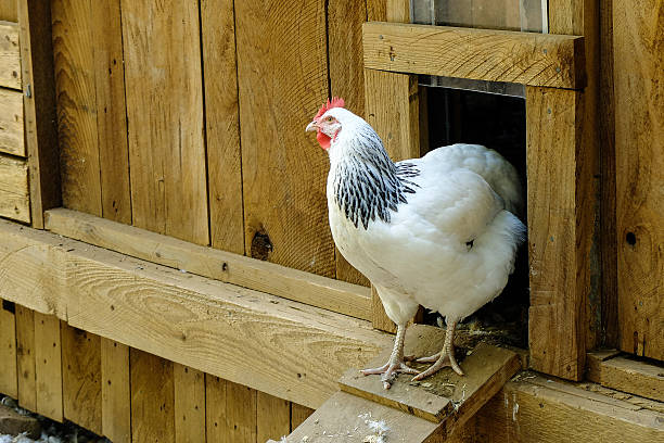 Free range chicken Free range chicken walking out the door of the  chicken coop or hen house chicken coop stock pictures, royalty-free photos & images