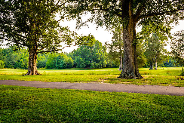 Oak trees along the walking trail in a community park in Durham, North Carolina. This park is just a few miles away from Duke University, and was photographed early in the morning during summer season.
