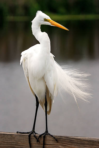 istock Great egret with breeding plumage 518250798