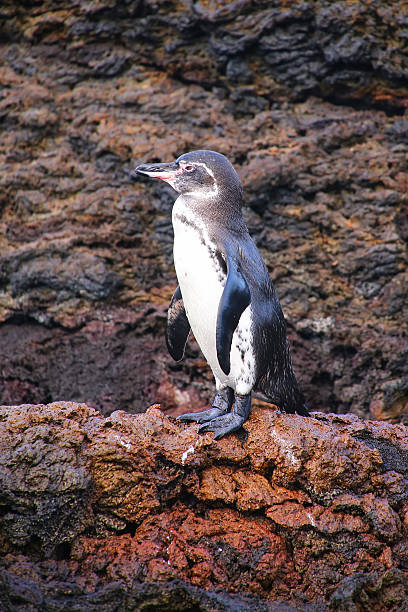 istock Galapagos Penguin standing on rocks, Bartolome island, Galapagos 518250912