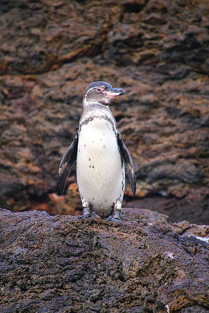 istock Galapagos Penguin standing on rocks, Bartolome island, Galapagos 518250950