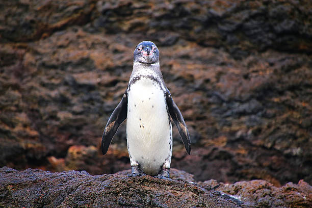South African Cape Penguin on Boulder beach Cape Town..