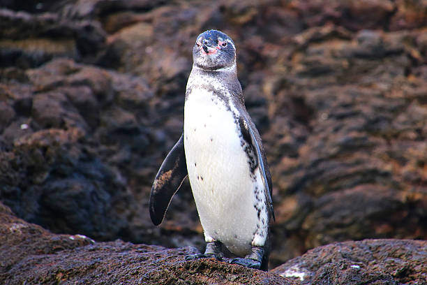 istock Galapagos Penguin standing on rocks, Bartolome island, Galapagos 518251052