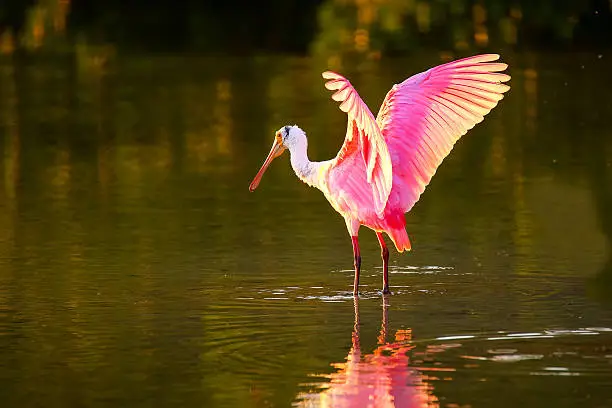 Photo of Roseate spoonbill (Platalea ajaja)