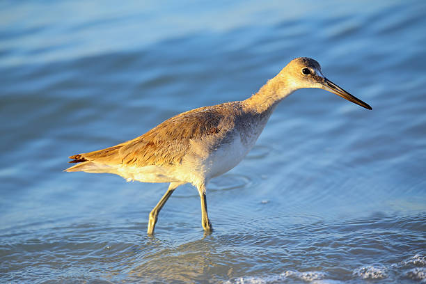 Willet (Tringa semipalmata) Willet (Tringa semipalmata) standing in shallow water ding darling national wildlife refuge stock pictures, royalty-free photos & images