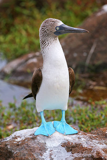 Blue-footed Booby on North Seymour Island, Galapagos National Pa Blue-footed Booby (Sula nebouxii) on North Seymour Island, Galapagos National Park, Ecuador sula nebouxii stock pictures, royalty-free photos & images