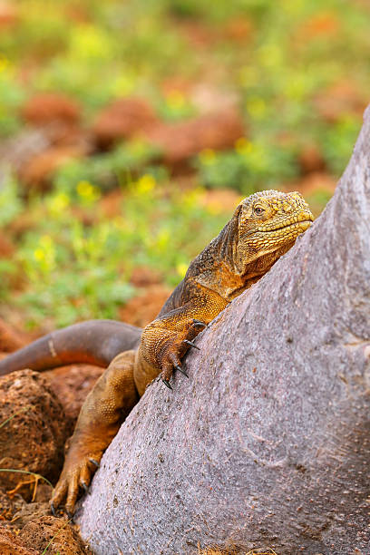 istock Galapagos Land Iguana lying on a tree trunk 518254702