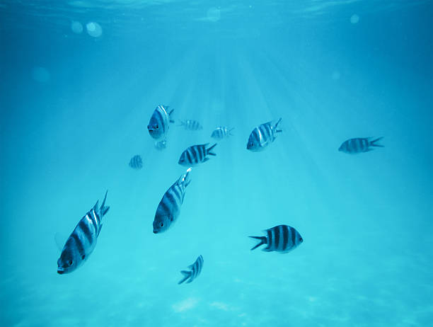 istock Underwater Scene With Fishes 518254996
