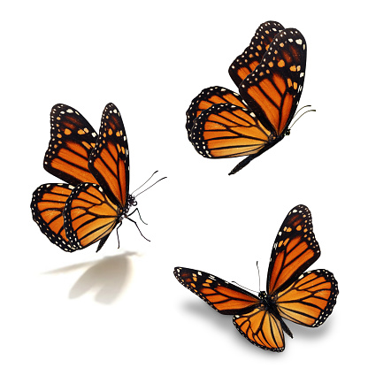 Beautiful three monarch butterfly, isolated on white background