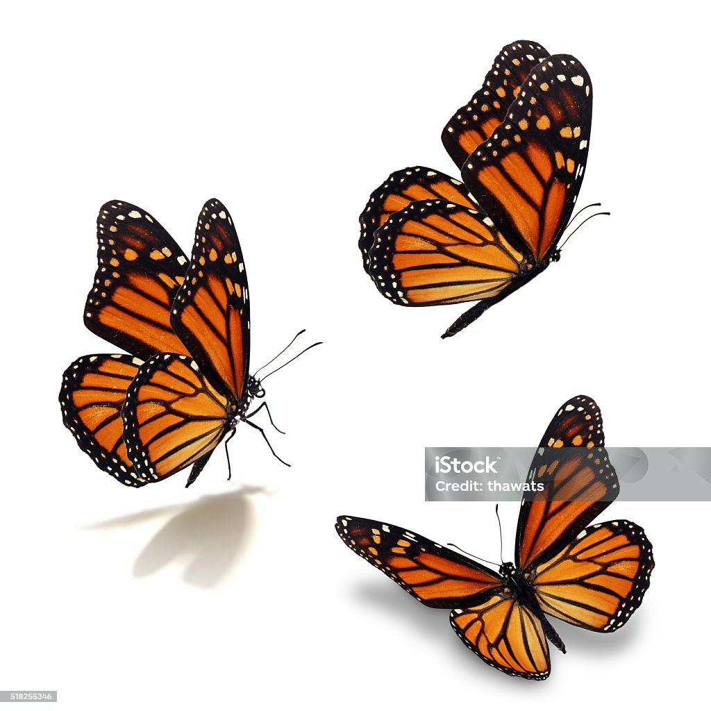 three monarch butterfly Beautiful three monarch butterfly, isolated on white background Butterfly - Insect Stock Photo