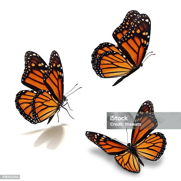 Download Three Monarch Butterfly Stock Photo