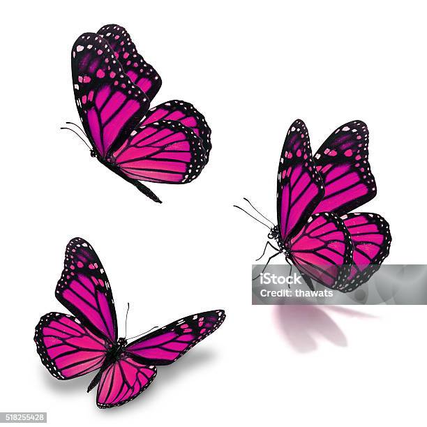 Three Monarch Butterfly Stock Photo - Download Image Now - Animal, Animal Antenna, Animal Body Part