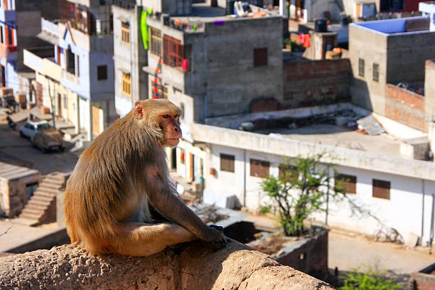 Rhesus macaque (Macaca mulatta) sitting on a wall in Jaipur, India. Jaipur is the capital and the largest city of Indian state of Rajasthan.
