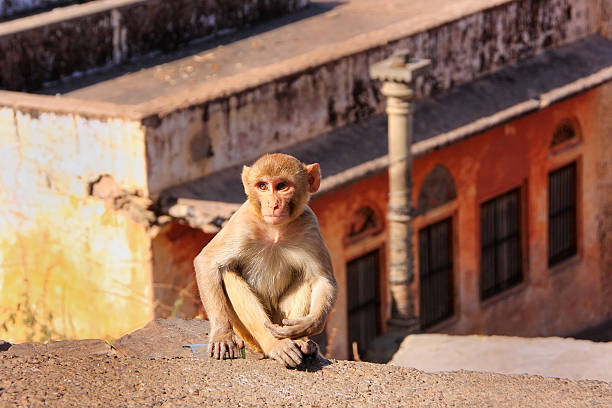 istock Young Rhesus macaque sitting on a wall in Jaipur 518255744