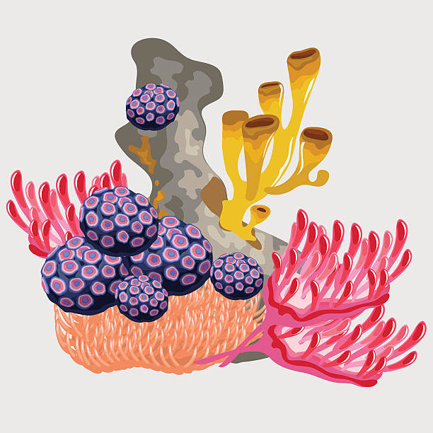 podwodne koral i inne mikroorganizmy - animal animal themes sea below stock illustrations