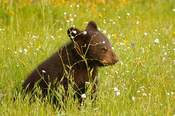istock Baby American black bear 518255950