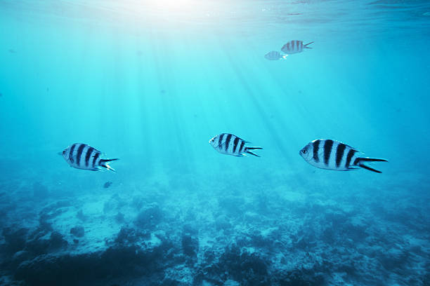 istock Underwater Scene With Tropical Fishes 518256448