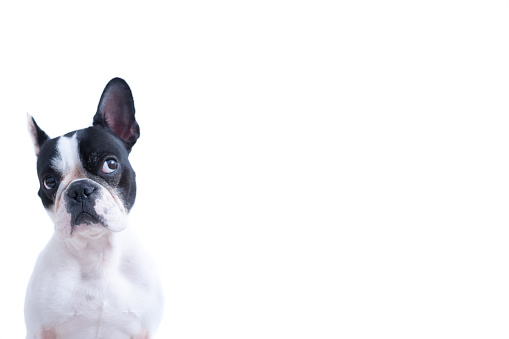 Portrait of funny black and white Frenchie looking up against of white background. Isolated. Copy space available