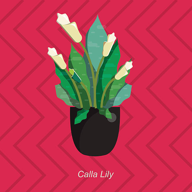 ilustraciones, imágenes clip art, dibujos animados e iconos de stock de vector de ilustración plano de techo homeplant calla lirio en bote - calla lily lily single flower white