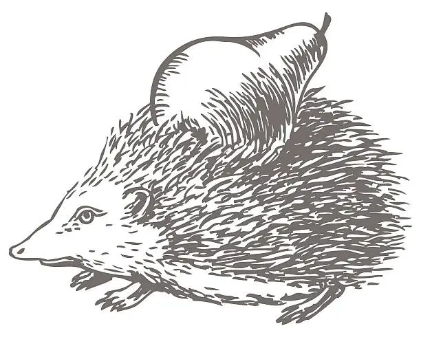 Vector illustration of hedgehog