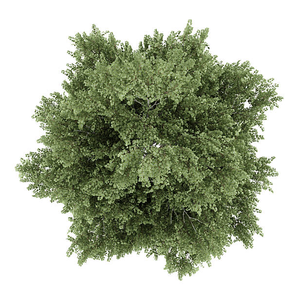 istock top view of silver birch tree isolated on white background 518257021